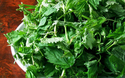 Spring Time Means Wild Foods! Nettles for Allergies and Nutrient-Packed Fiddlehead Ferns