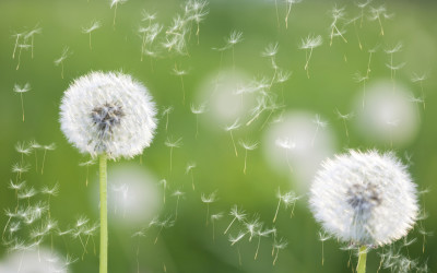 All About Allergies