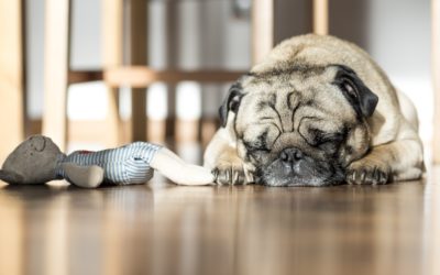 Adrenal Fatigue: What is it? ...and how to help get your energy back.