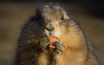Snack Smarter: Healthy Snack Ideas to Get You Through Your Day Plus, a recipe!