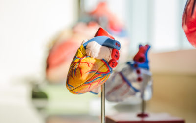 Visceral Fat: What is it and what does it mean for your health?