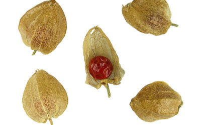 Ashwagandha – What is an adaptogen?