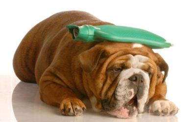 Migraine Relief au Natural