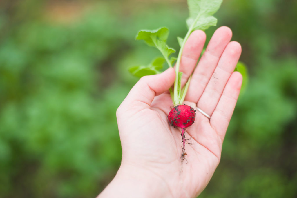 vegetable garden