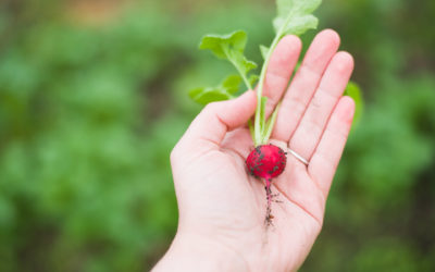 Get Growing: Spring Planting for Your Vegetable Garden