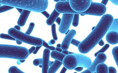 The Promise in Probiotics: Part II