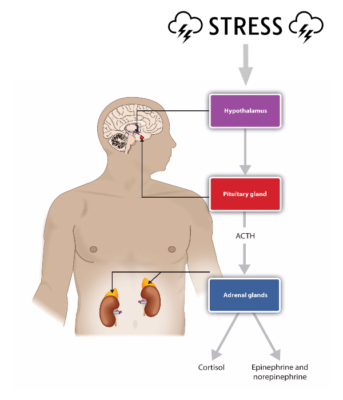 stress and digestion