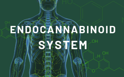 The Endocannabinoid System: An Introduction PART I