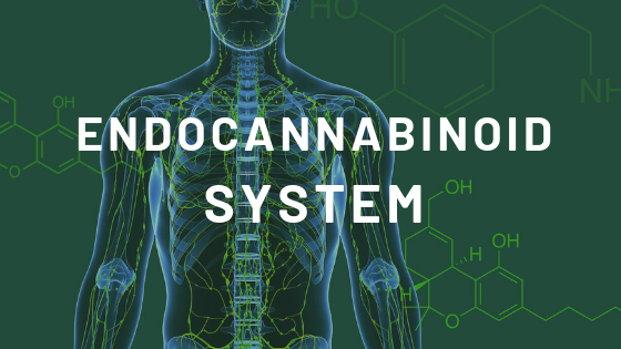 The Endocannabinoid System: An Introduction PART I