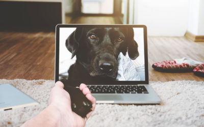 CLINIC UPDATE: All Appointments Moving Online to TELEHEALTH Starting on March 16, 2020