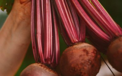 Boost Your Winter Wellness with Beets A Festive Root Vegetable