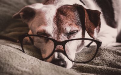 The Fountain of Youth Is In Your Bedroom – Sleep’s Role in Our Longevity
