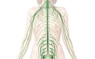 Polyvagal Theory: The Science of Your Body’s Stress Response