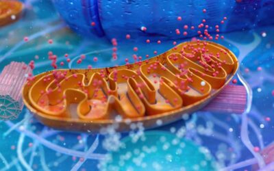 Mitochondria – The “Powerhouse” that’s all the Rage